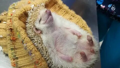 Животное которое не болеет