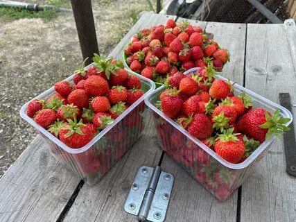 Продам ремонтантную клубнику хабаровск