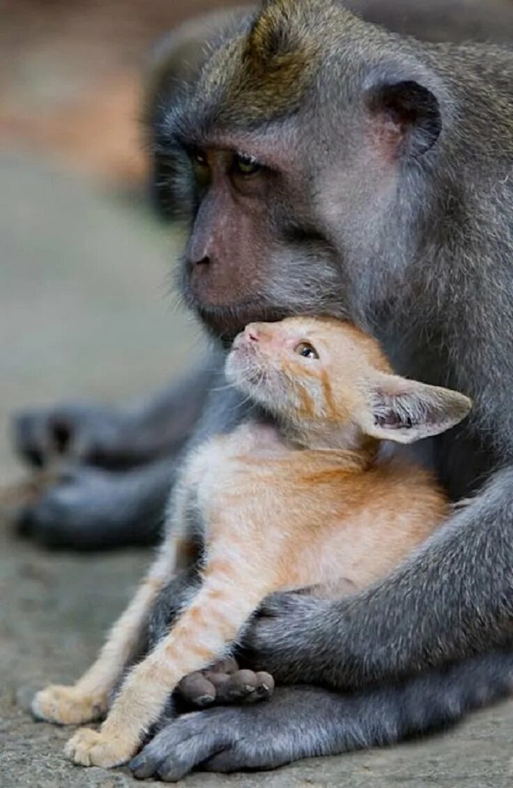 Коте обезьянка. Обезьянка и котенок. Обезьяны обнимаются. Детеныш обезьяны. Обезьянки обнимаются.