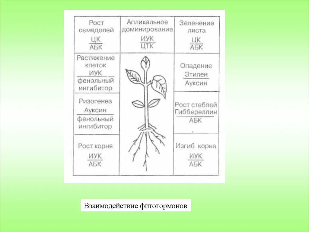 Фитогормоны растений функции. Фитогормоны растений таблица. Взаимодействие фитогормонов в растениях. Фитогормоны растений схема. Влияние фитогормонов на рост