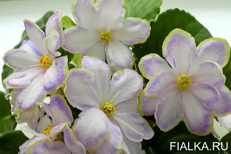 Рс-пума фиалка. Рс модерн фиалка фото. Фиалка рс. Рс-единственная. Фиалка рс.