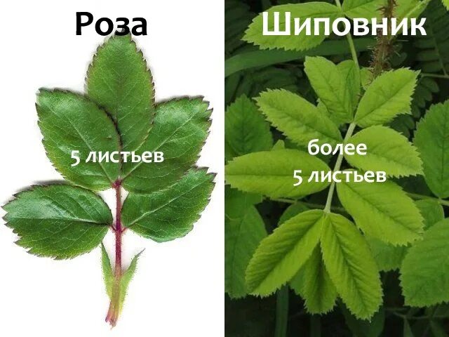 Как отличить по листьям розу. Листья шиповника и розы отличия. лист розы и лист шиповника отличие. побег шиповника. отличие листьев розы от шиповника по листьям.