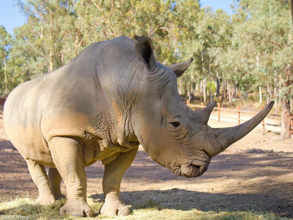 тапир и носорог. непарнокопытные носорог. тапир и носорог. носорог парнокопытное или. непарнокопытные носорог.