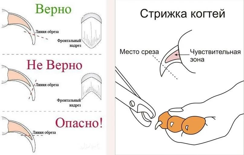 Можно ли стричь ногти в пост. Подстричь когти кошке схема. Правильно обрезать когти кошке. Как правильно подстричь когти коту в домашних условиях. Как подстричь когти собаке когтерезкой.