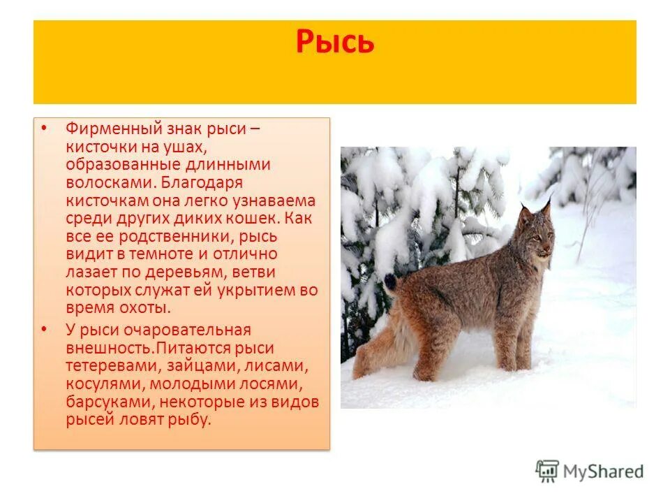 Сообщение о рыси 4 класс. Рассказ о рыси. рысь доклад 4 класс. проект про рысь. презентация на тему рысь слайды.