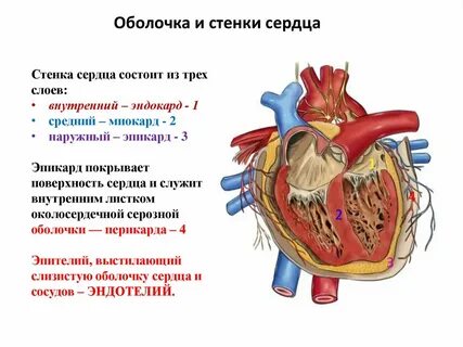 Как называется слой сердца