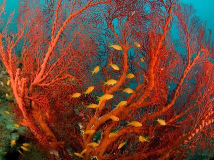 В море есть водоросли