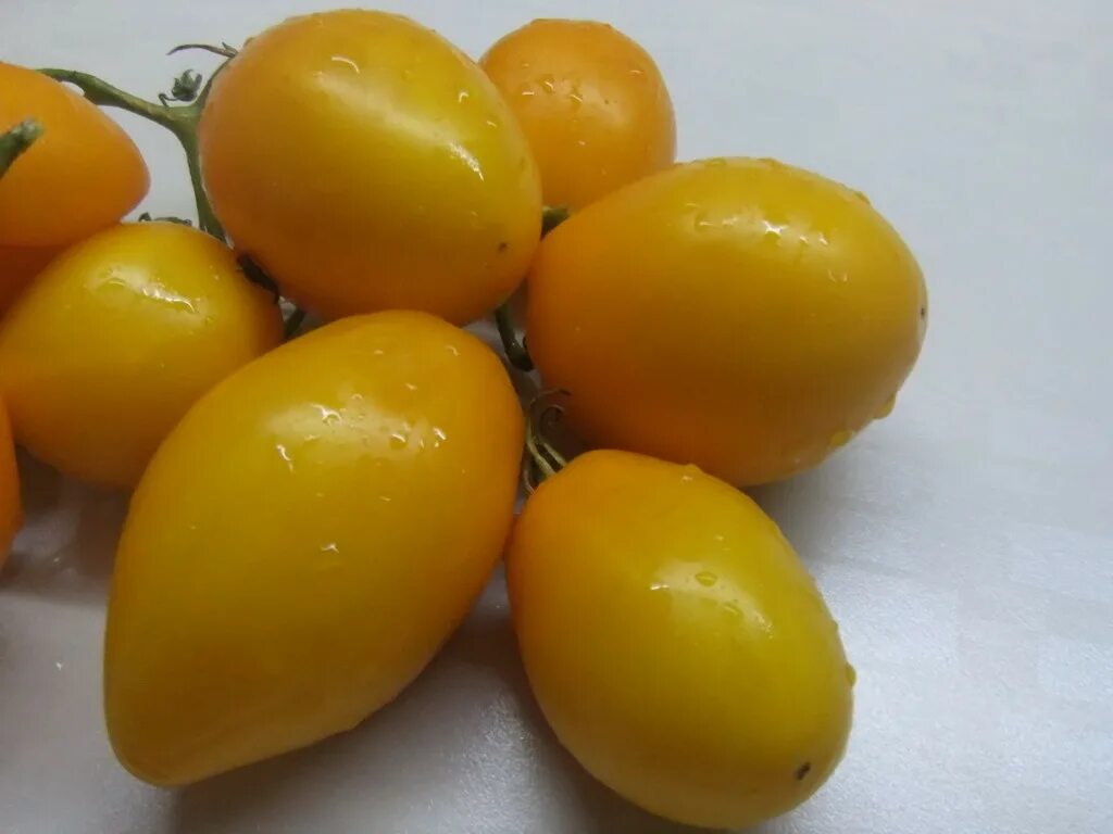 Томат Буян желтый. Семена томат Буян желтый. Желтый помидоры Буян желтый. Сорт Буян желтый. Томат буян желтый отзывы