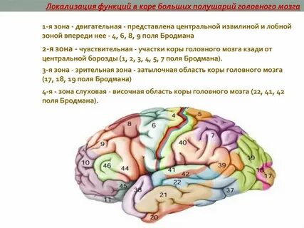 Функции зон полушарий большого мозга