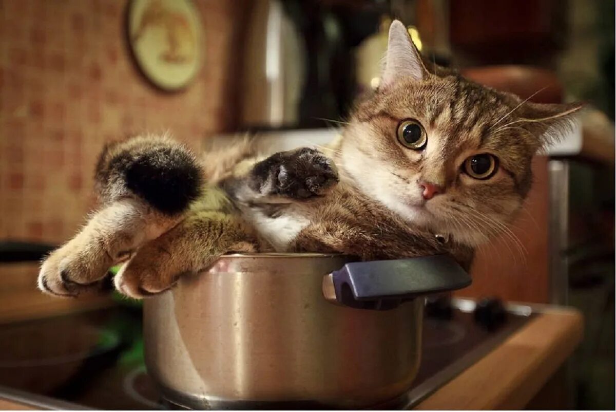 Cats kitchen. Кот на кухне. Суп с котом. Котик в кастрюле. Котенок на кухне.