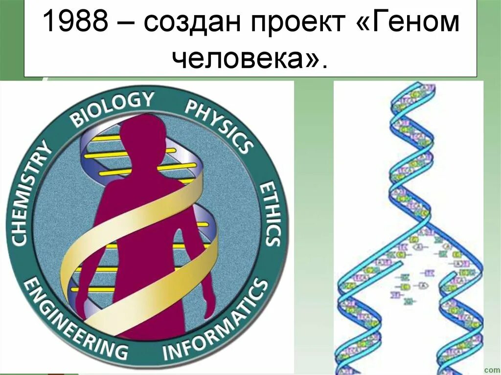 Международная программа геном человека. Проект геном человека. Международный проект геном человека. Международный проект геном человека кратко.