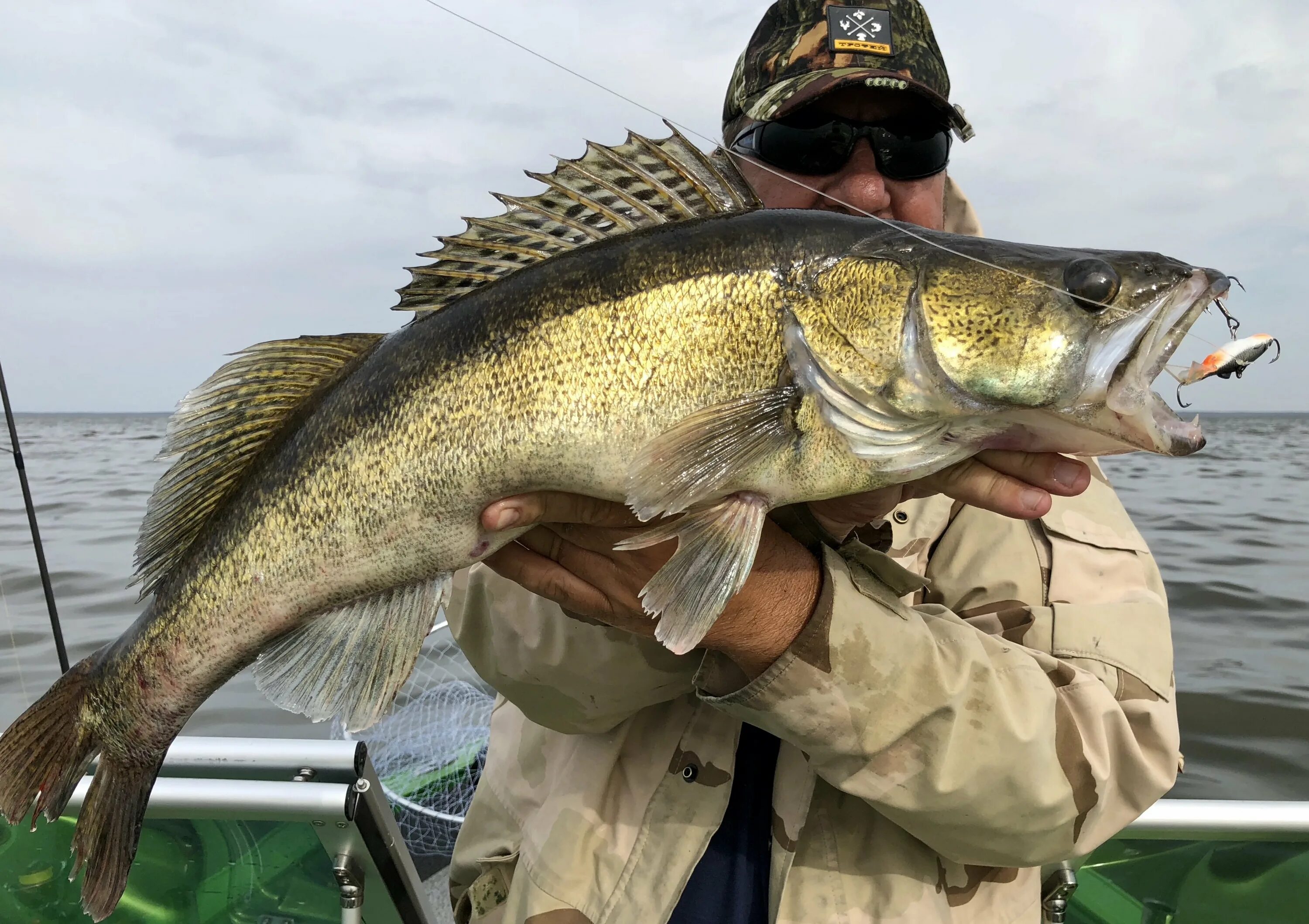 Нерест судака в неве. Светлоперый судак. Желтый судак. Светлоперый судак. Желтый судак.