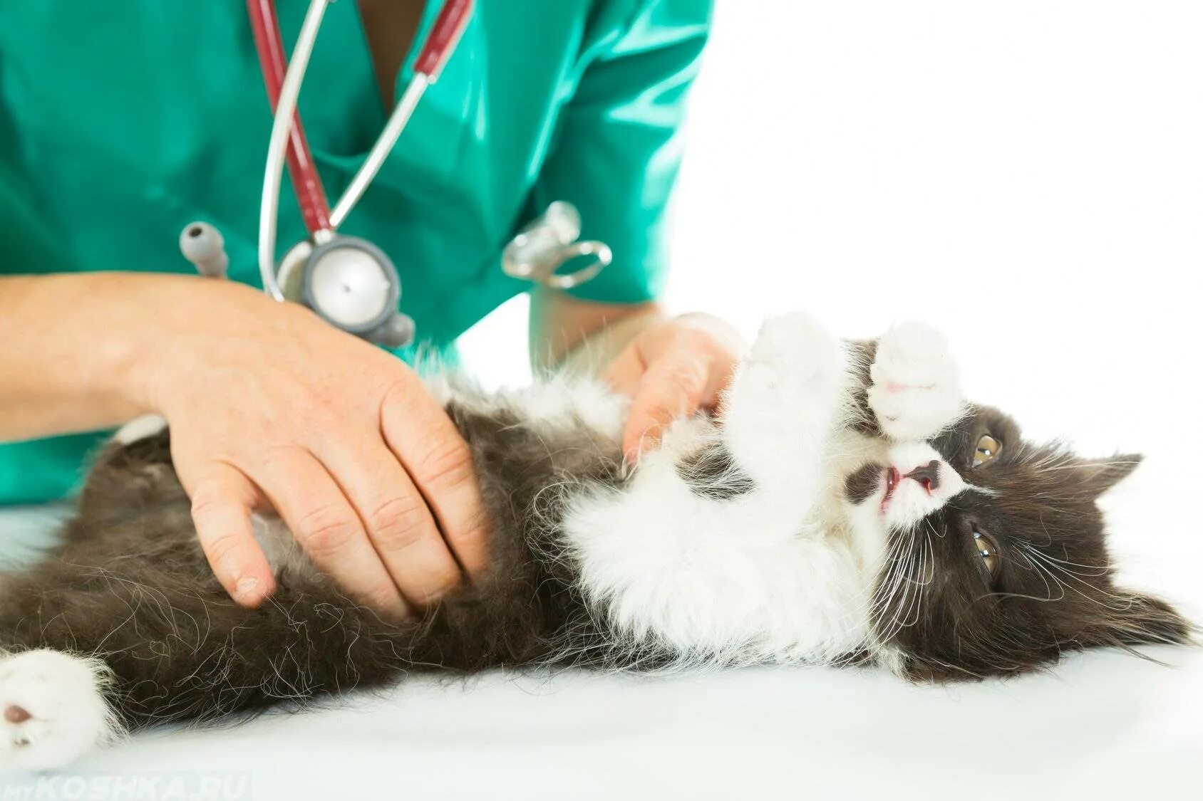 Ветеринар для кошки отзывы. Кошка Ветеринария. Осмотр кошки. Исследования на животных. Терапия кошками.