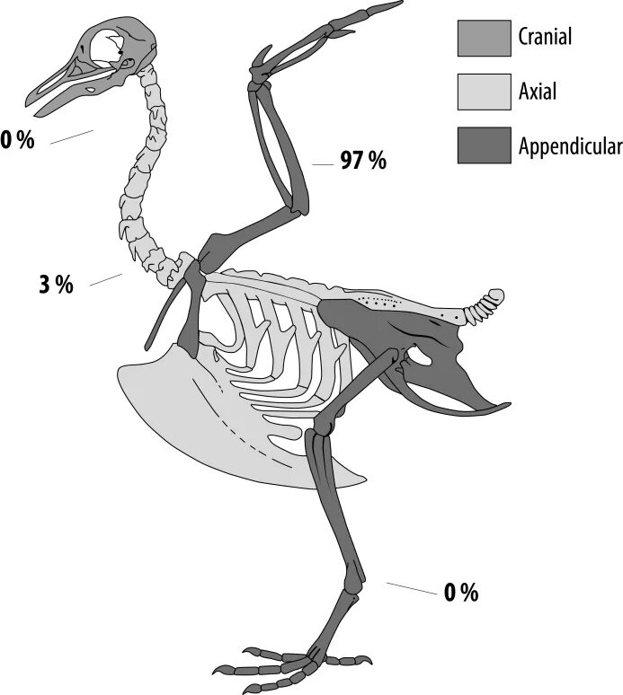 Кости птиц. Анатомия птиц. Скелет птицы сбоку. Скелет птицы схема.