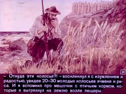 Какую из зерновых культур выращивал робинзон крузо