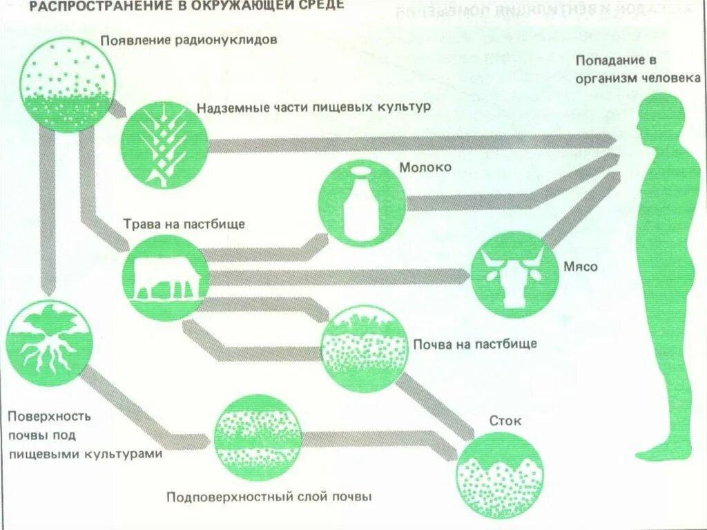 Пути поступления, распределение радионуклидов в организме человека.. Пути попадания радиации в организм человека. Воздействие радиации на организм человека схема. Схема распределения радиоактивных веществ в организме. Радиация механизм