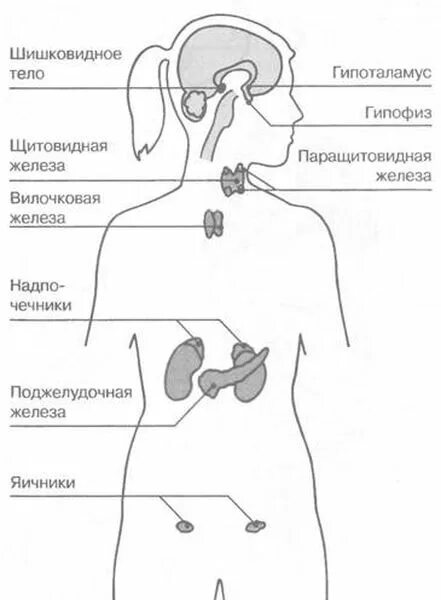 Эндокринные железы человека схема. Схема желез эндокринной системы. Схема желез внутренней секреции человека. .Система желез внутренней секреции. Функции. Рисунок эндокринной системы человека