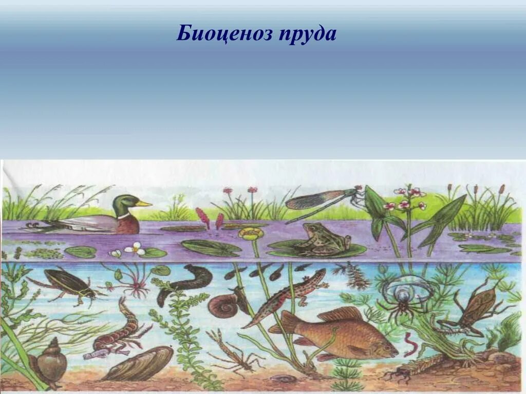 Совместное обитание живых организмов в природном сообществе. Биоценоз пресноводного пруда. Донные биоценозы. Сообщество биоценоз. Сообщество пруд.