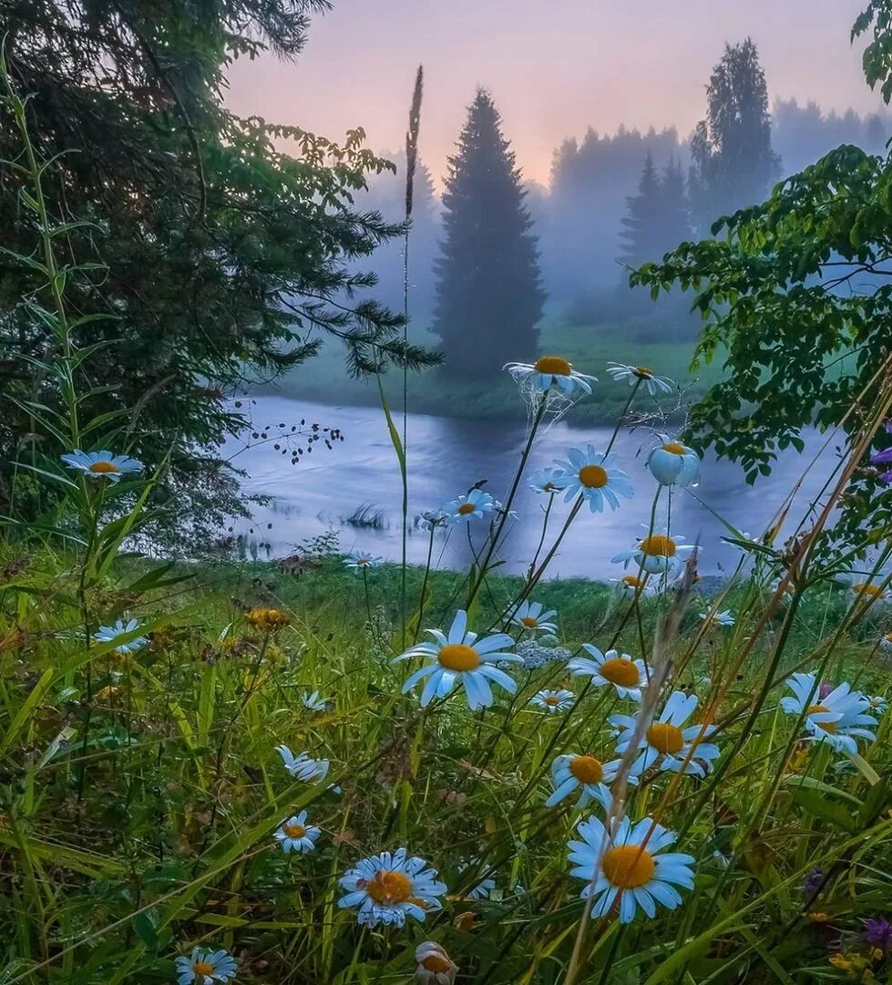 Добрый день картинки красивые с природой. Утро лето. Летняя природа. Чудесное лето. Летний пейзаж.