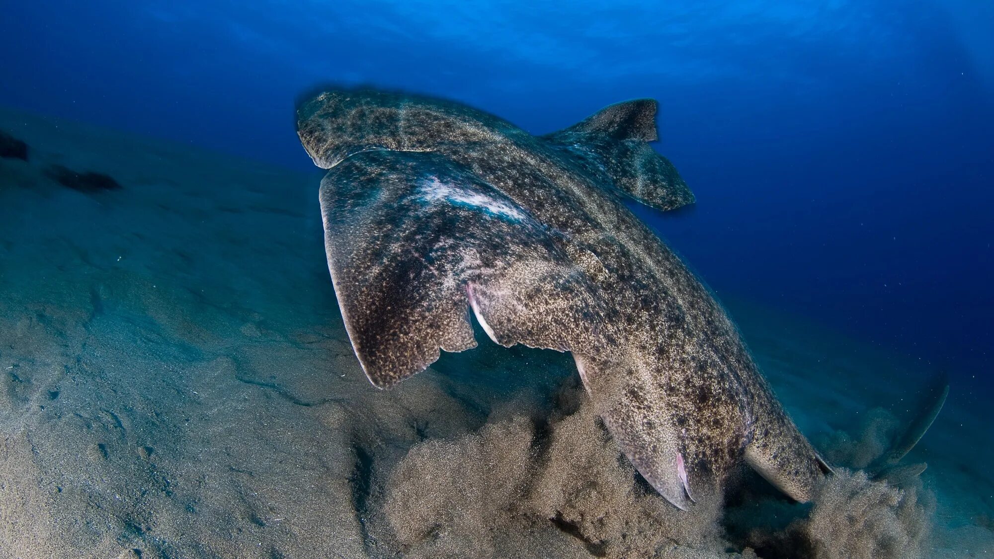 Морской ангел европейская скватина. Морской ангел акула. Squatina Squatina. Европейский морской ангел акула