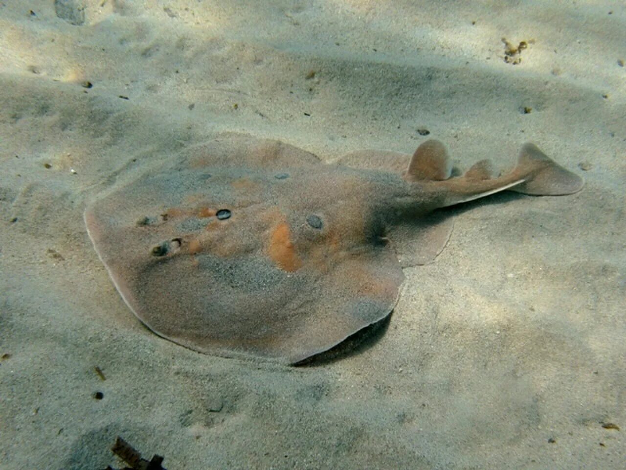 Torpedo Torpedo Скат. Электрический Скат Torpedo nobiliana). Нарциновые скаты. Нарциновые скаты фото.