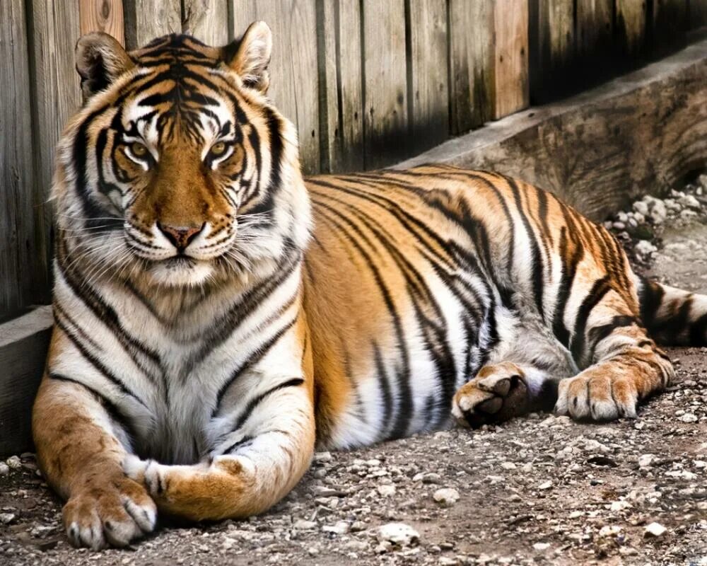 Тигр в полный рост. Over tiger. Тигр ас. Нападающий амурский тигр. Over tiger.