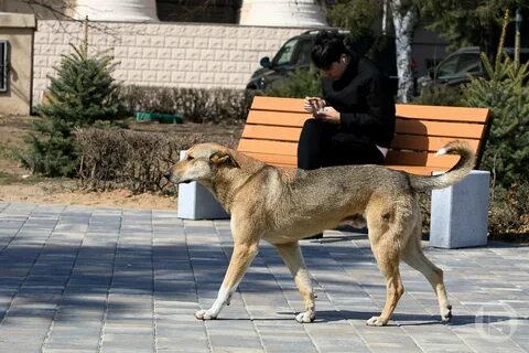 Лишилась с собакой