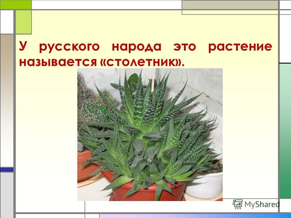 Куприн столетник егэ. Засухоустойчивые растения. Засухоустойчивые комнатные растения. Столетник растение. Столетник сухоцвет.