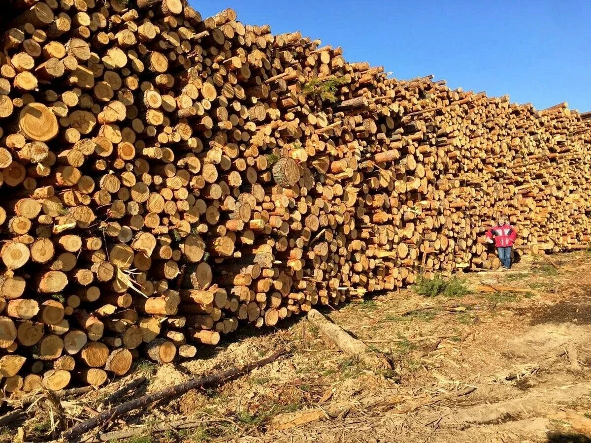 4. Форвардер komatsu 875. Бревно кругляк. 12 м леса. Фотообои лес корни.