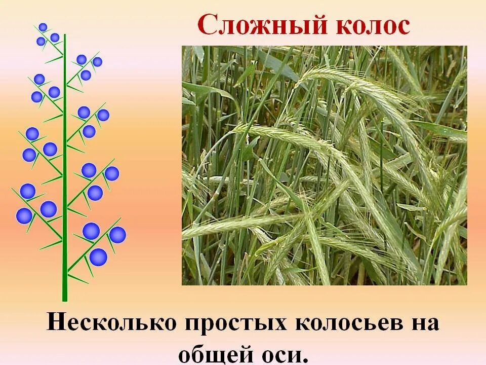 соцветие пшеницы ржи ячменя. пшеница сложный колос строение. простые и сложные соцветия. соцветия у пшеницы у пшеницы. соцветие пшеницы называется.
