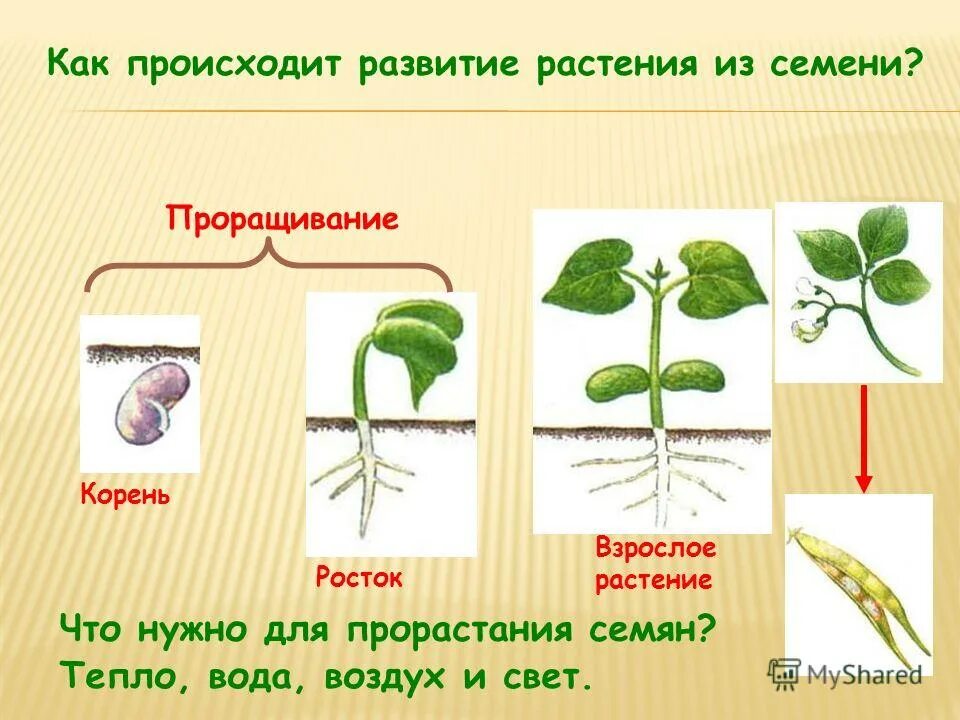 порядок фаз прорастания семян. развитие растения из семени. семена фасоли прорастание семян. развитие семени. на каких растениях развивается семя.