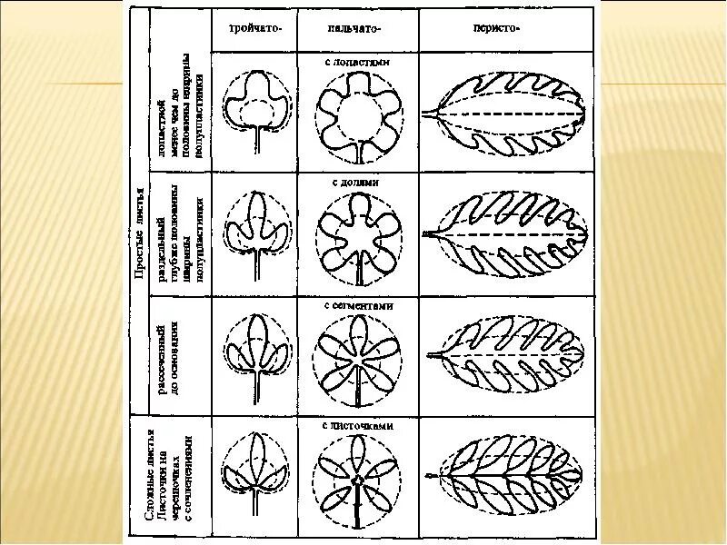 Тип,жилкование,форма,,край листа. Типы расчленения листовой пластинки простого листа. Формы жилкования листьев. Тип листа таблица. Морфология листа растений таблица.