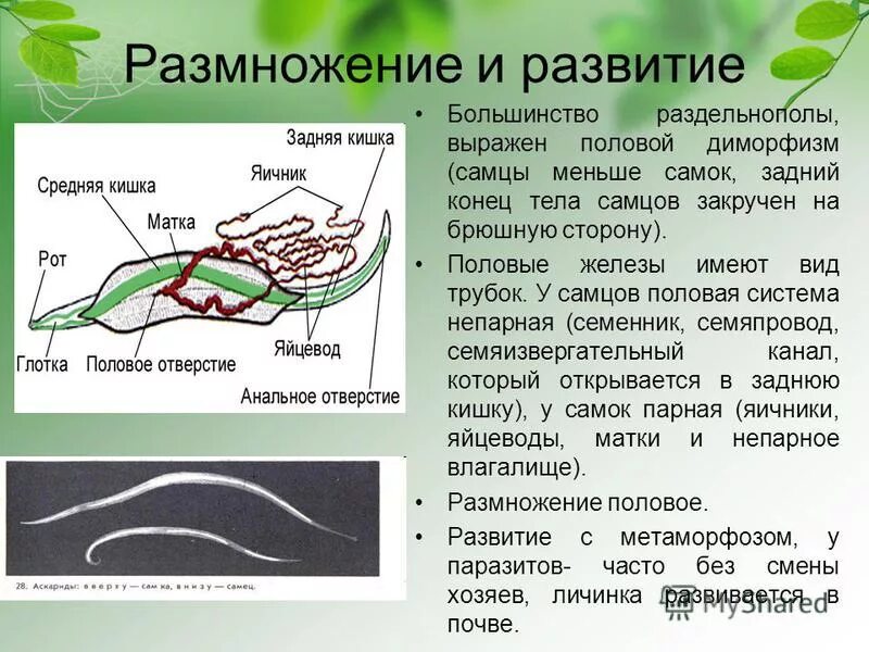 Половая система строение животных. Половая система раздельнополые у каких. Половой систем круглых червей. Тип половой системы круглых червей. Половая система раздельнополые у каких.
