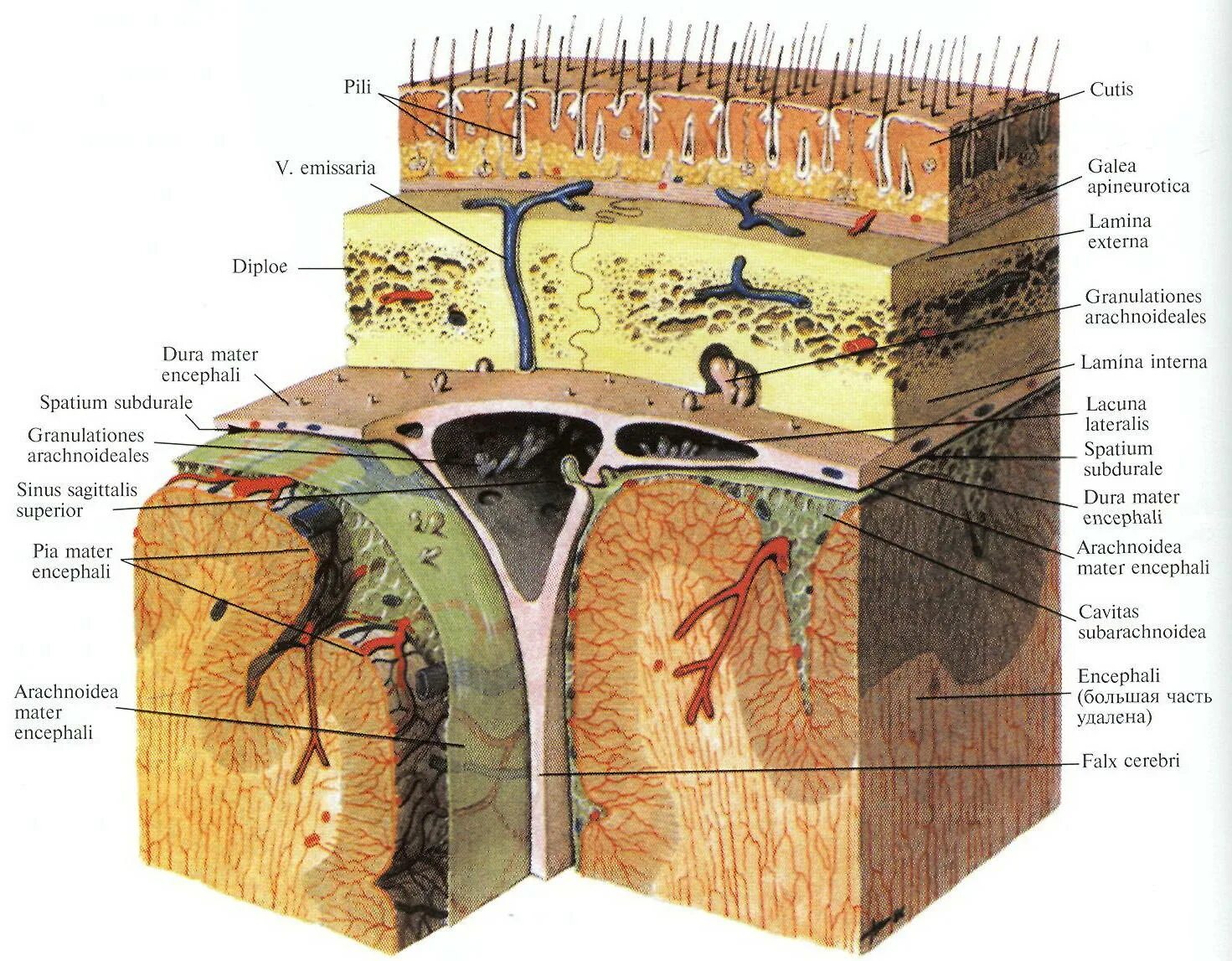 Внутренняя оболочка мозга. Оболочки головного мозга твердая паутинная и мягкая. Твердая мозговая оболочка головного мозга схема. Паутинная оболочка головного мозга анатомия. Строение оболочек головного мозга мягкая паутинная твердая.