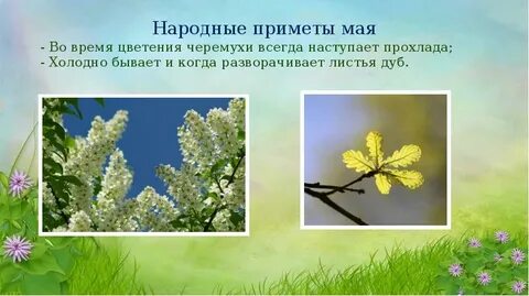 Примета расцвел