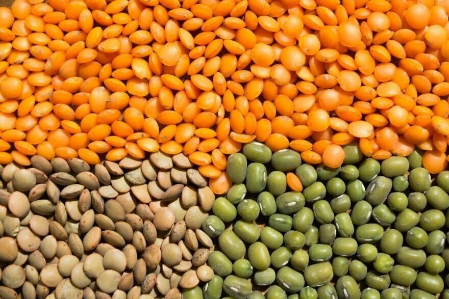 Lentil
