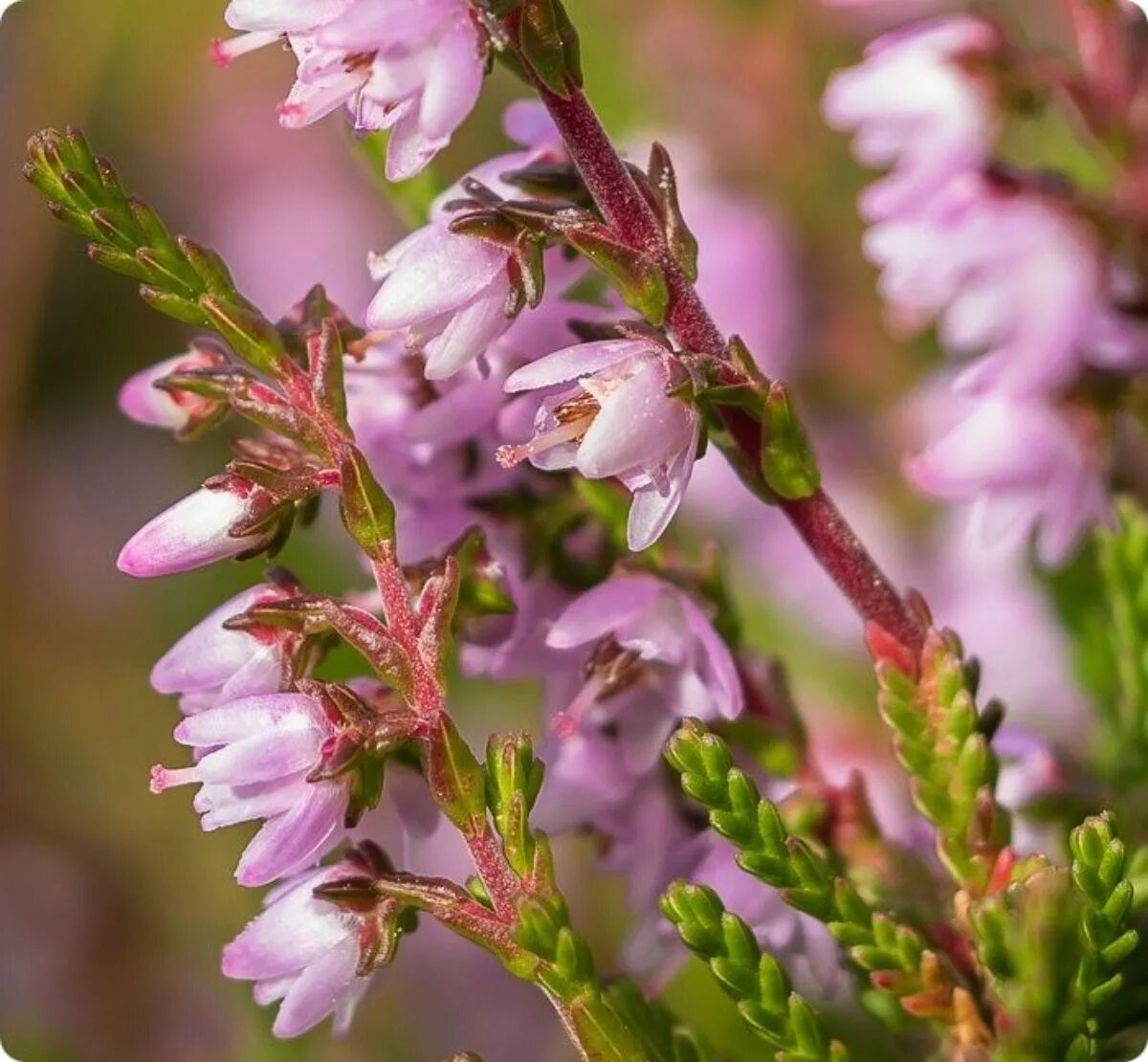 Вереск обыкновенный (Calluna vulgaris). Вереск обыкновенный Малис. Вереск обыкновенный Аллегро. Вереск бадблюмерс. О ком плачем вереск