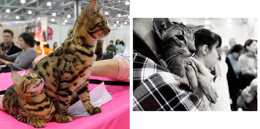 Выставка кошек в Сокольниках. Выставка кошек ВДНХ. Выставка кошек в Москве в ноябре 2023. Выставка кошек люди держат на руках.