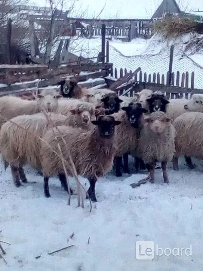 Тексель порода овец. Бараны на племена. Бараны на племена. Бараны на племена. Цигайская порода овец.