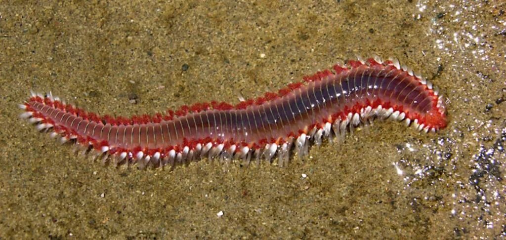 Кольчатые черви палоло. Тихоокеанский палоло. Тихоокеанский червь палоло. Тихоокеанский палоло. Многощетинковые черви палоло.