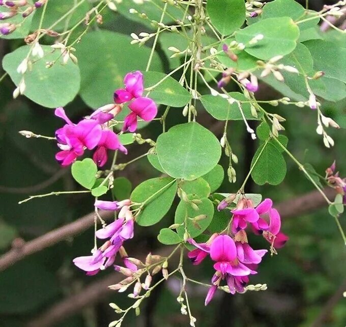 Lespedeza thunbergii. Леспедеца в приморье. Леспедеца двуцветная (lespedeza bicolor turcz. Леспедеца двуцветная. Леспедеца копеечниковая растение.