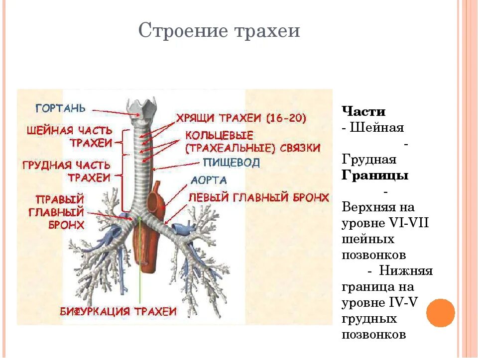 Функции трахеи. Трахея и бронхи строение и функции. Строения трахея топографическая анатомия. Трахея топография строение функции. Функции трахеи анатомия.