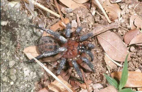Original spider