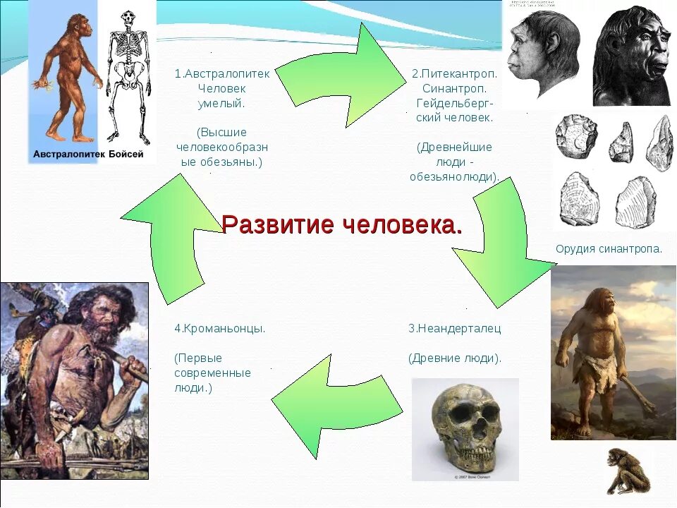 Хомо сапиенс австралопитек Эволюция. Хомо сапиенс неандерталец кроманьонец этапы развития человека. Человек умелый неандерталец таблица. Неандерталец человек прямоходящий таблица.