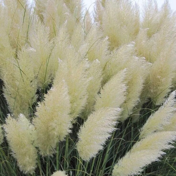 Кортадерия selloana White. Пампасная трава ( каркаделия. Кортадерия пампасная трава. Кортадерия серебристая (пампасная трава).