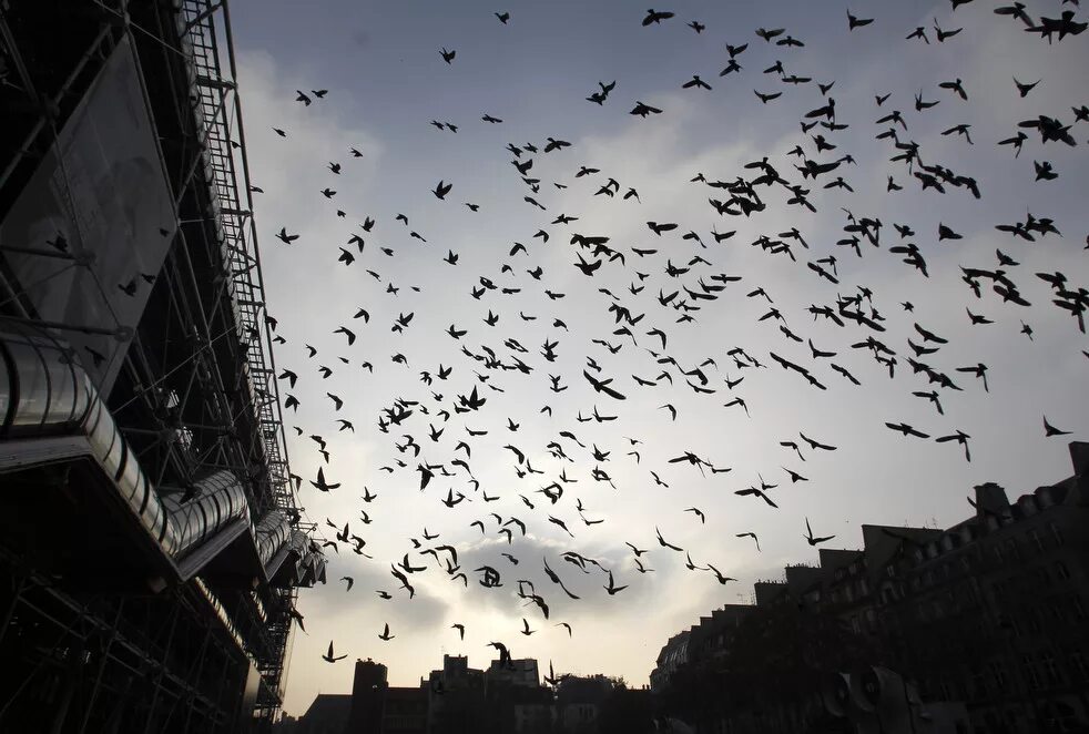 вороны летают над домом. вороны летают над домом. птицы над домом. много птиц. вороны летают над домом.