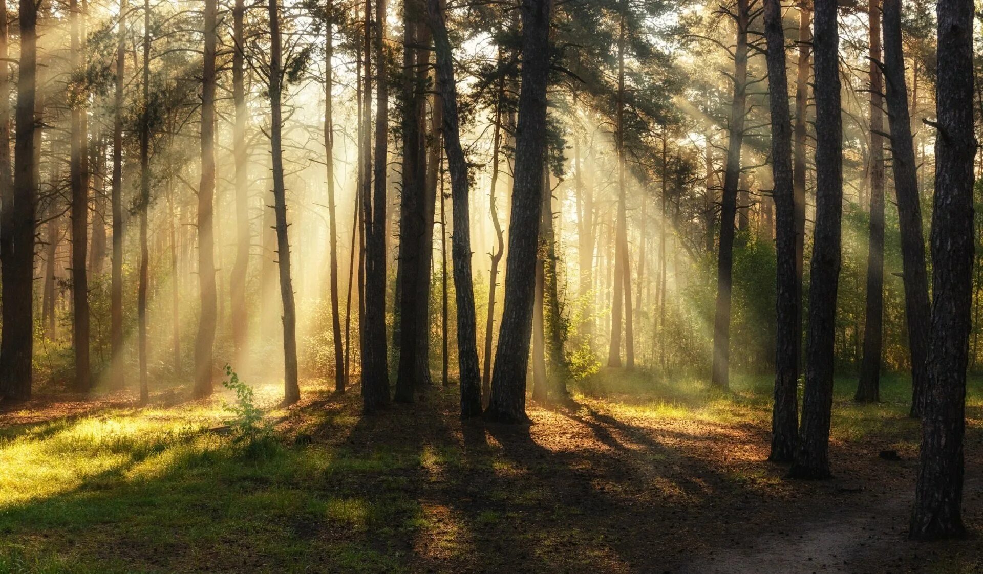 Лесной з. Пейзаж леса. Утро в лесу. Солнечный Сосновый лес.