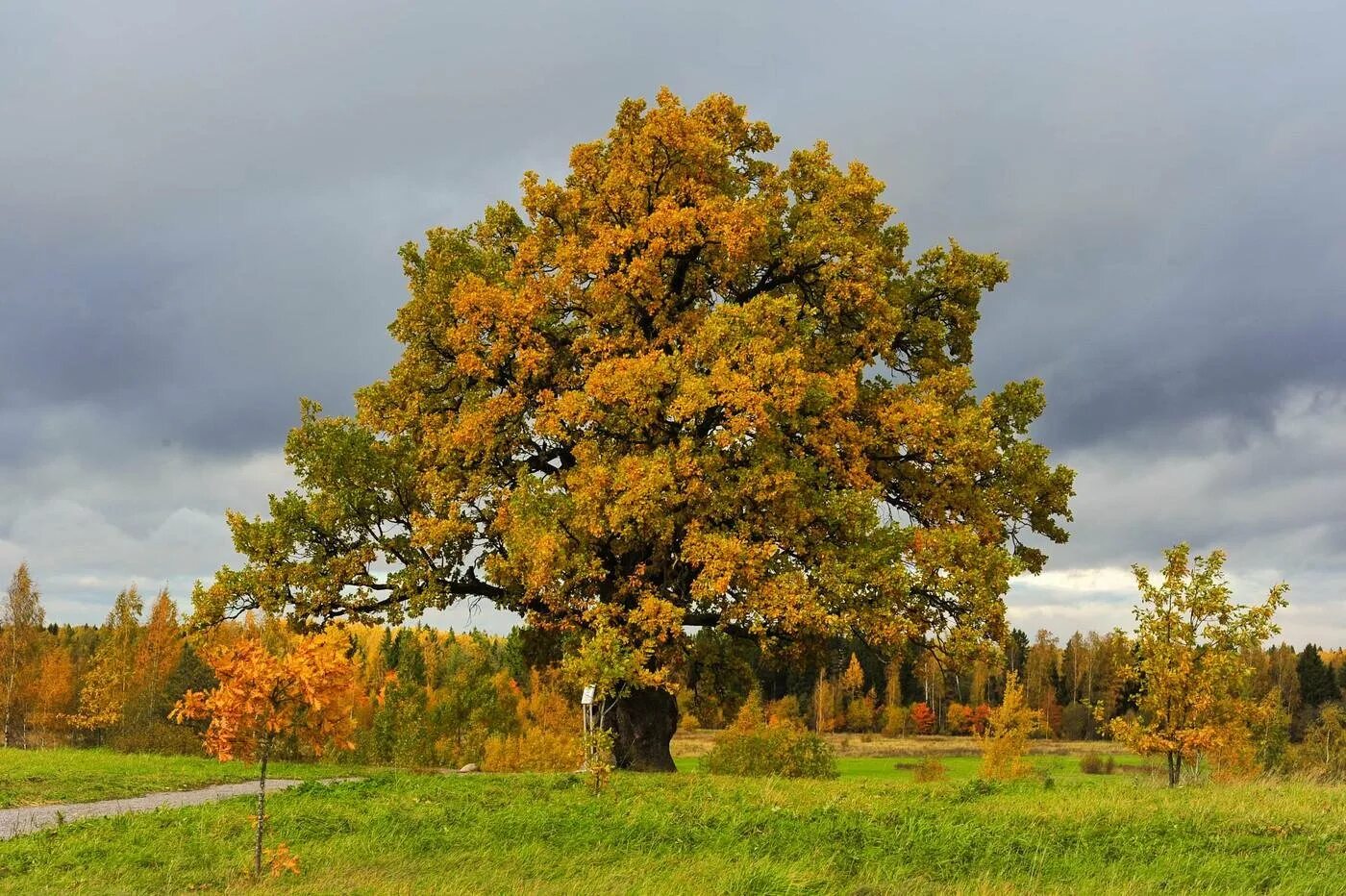 Дуб черешчатый (Quercus Robur). Дуб черешчатый (обыкновенный) - Quercus Robur. Дуб черешчатый – ruereus rohum. Дуб обыкновенный (Quercus Robur). Собранные лиственных