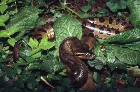 Py anaconda
