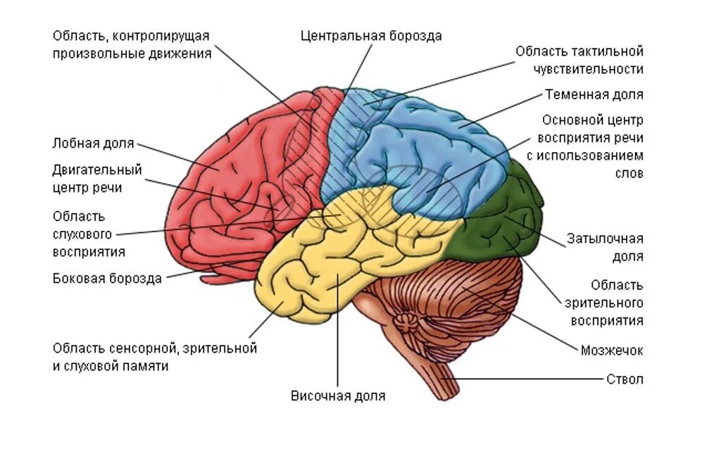 Отделы головного мозга анатомия. Отделы головного мозга человека схема. Структура коры головного мозга. Корковые функции головного мозга. В затылочной доле мозга расположены